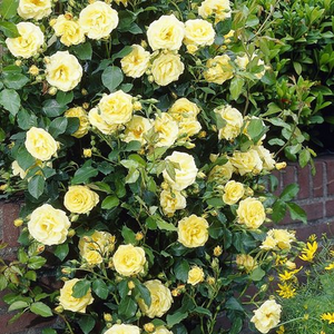 Золотисто-желтая - Лазающая плетистая роза (клаймбер) 